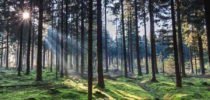 Meža īpašnieki aicināti pieteikties konkursam “Sakoptākais mežs 2019”