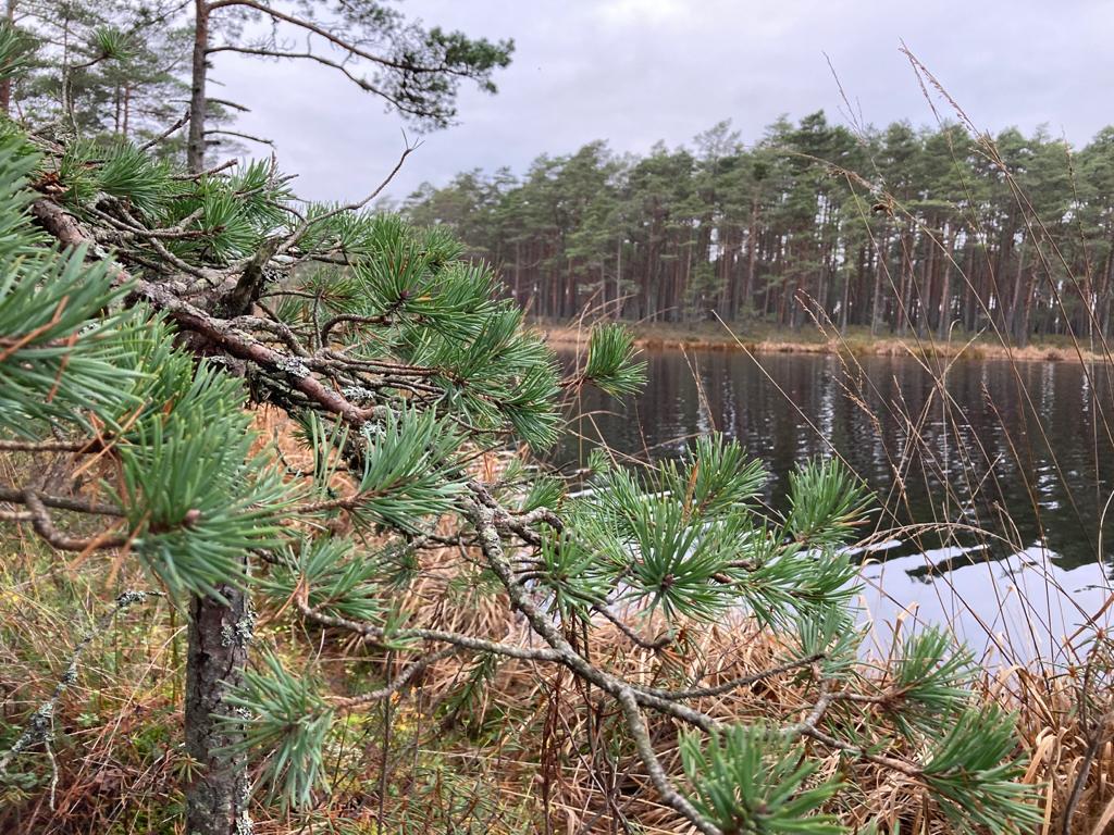 PĀRGĀJIENA maršruts pa bijušo dzelzceļu Aloja – Puikule – Aloja